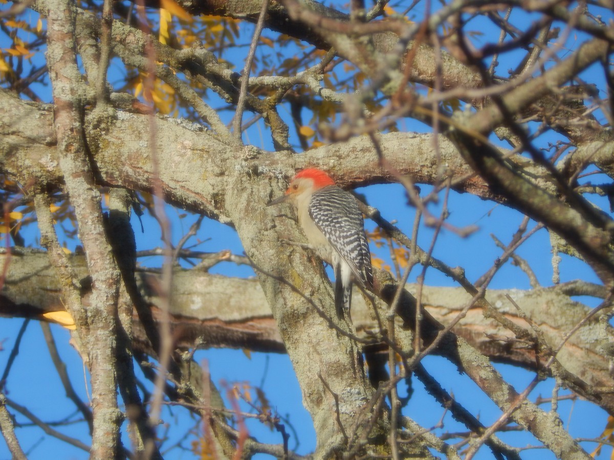 Гіла каролінська - ML644840458