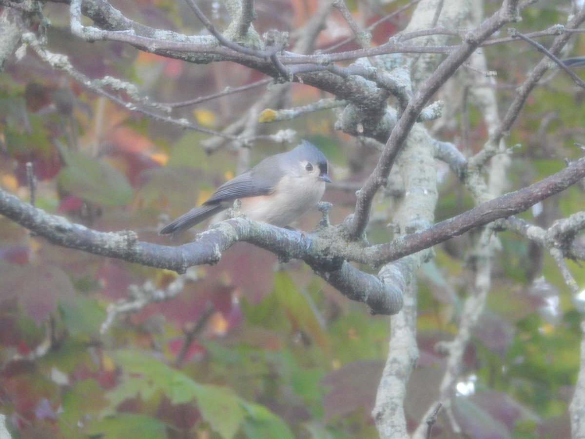 Американская гренадерка - ML644840463