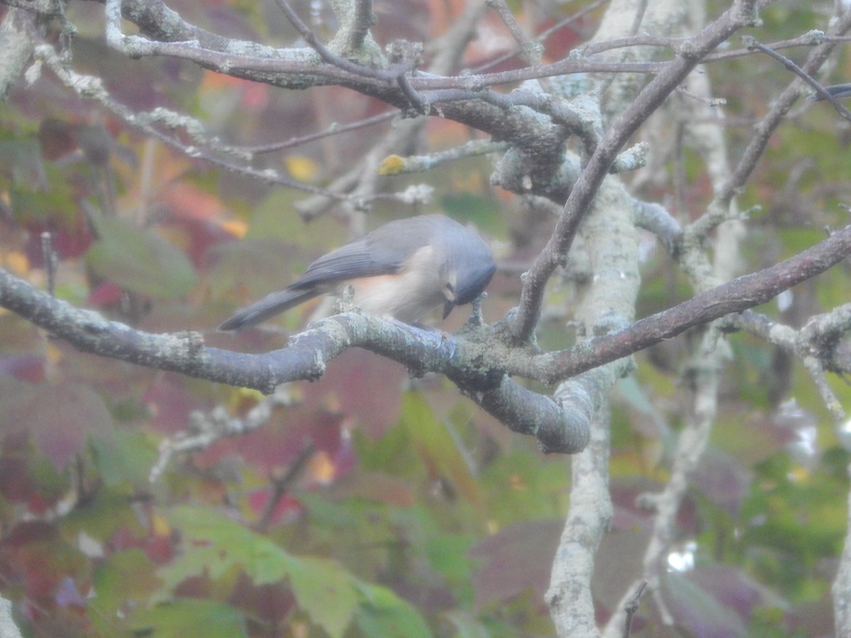 Американская гренадерка - ML644840464