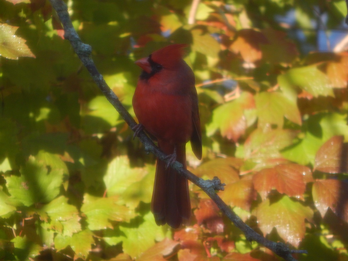 Rotkardinal - ML644840485