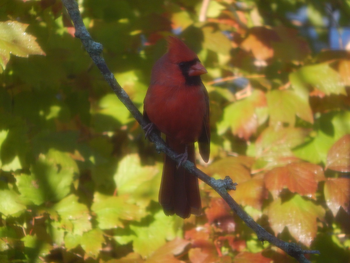 Rotkardinal - ML644840486