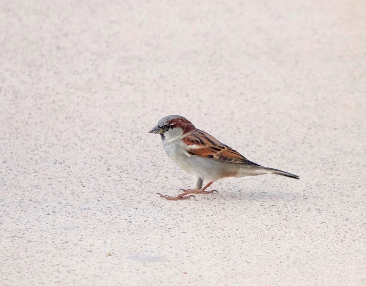 House Sparrow - ML644840501