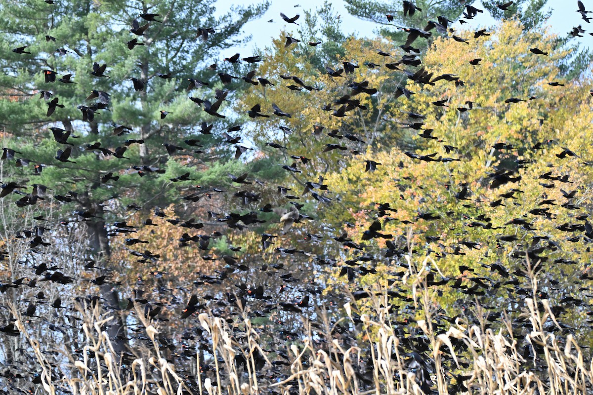 Common Grackle - ML644840502