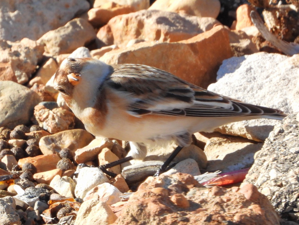גיבתון שלג - ML644840506
