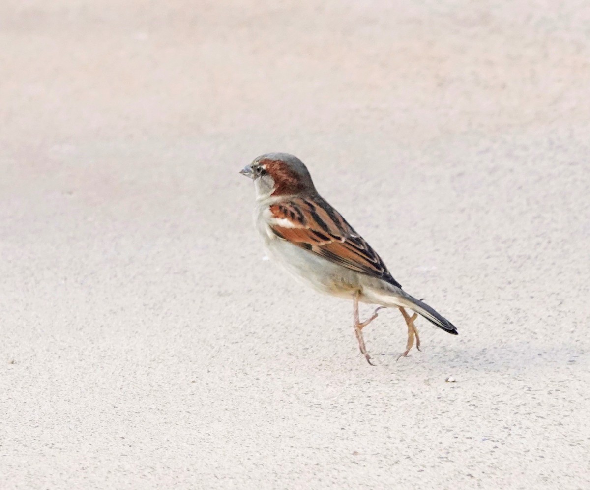 House Sparrow - ML644840508