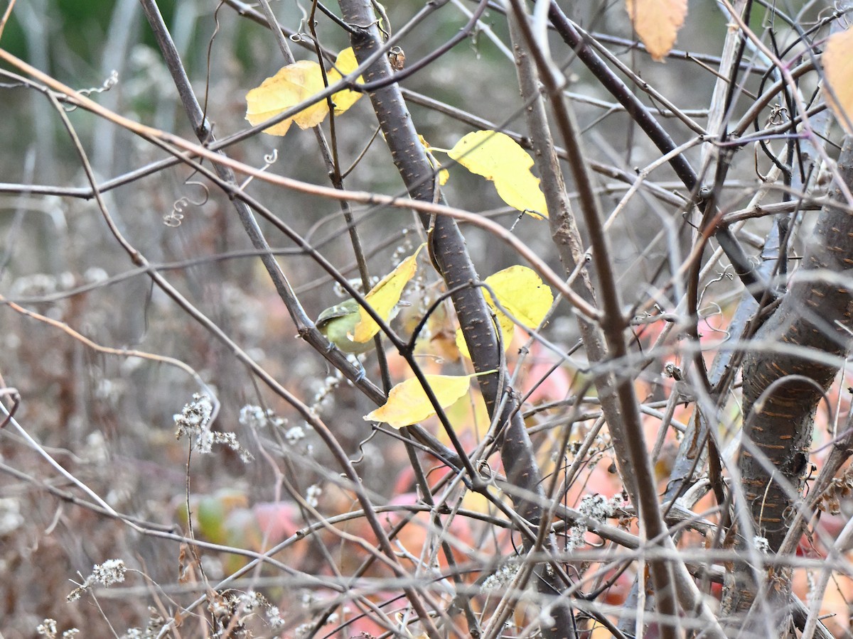 Bell's Vireo - ML644840513