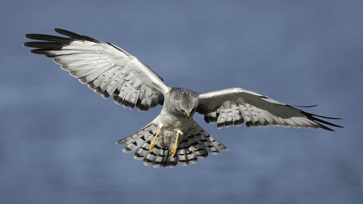 Northern Harrier - ML644840515