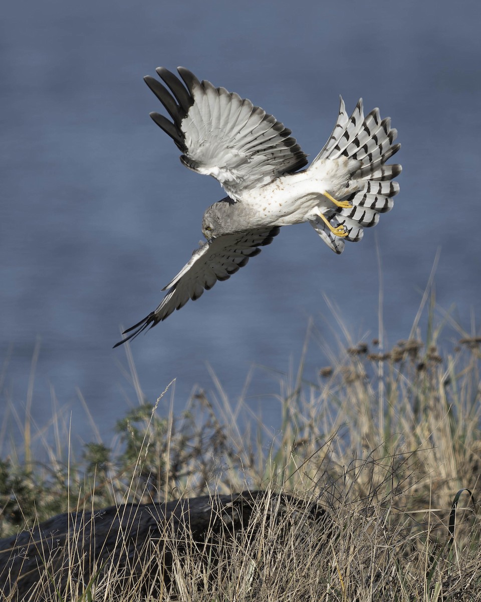 Northern Harrier - ML644840517