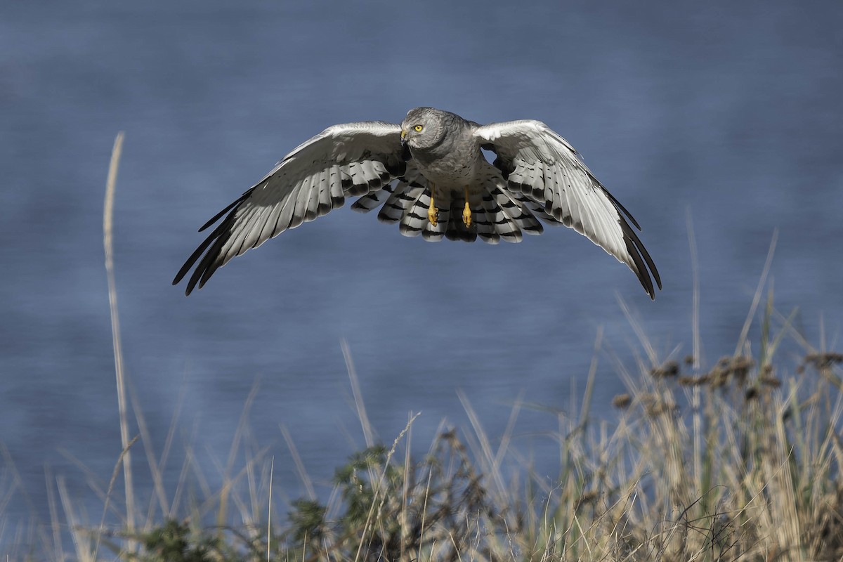 Northern Harrier - ML644840518