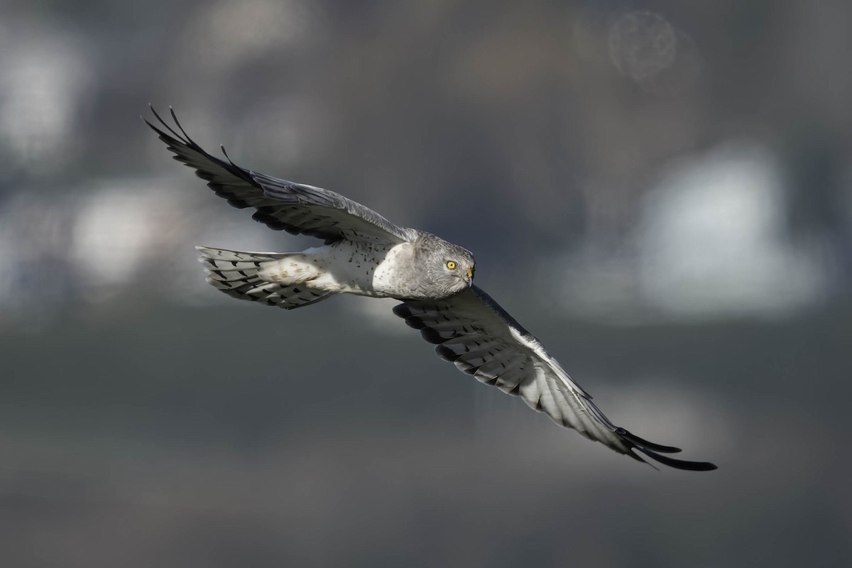 Northern Harrier - ML644840519