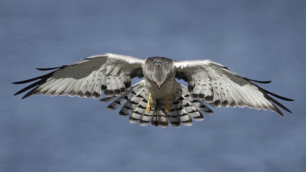 Northern Harrier - ML644840520