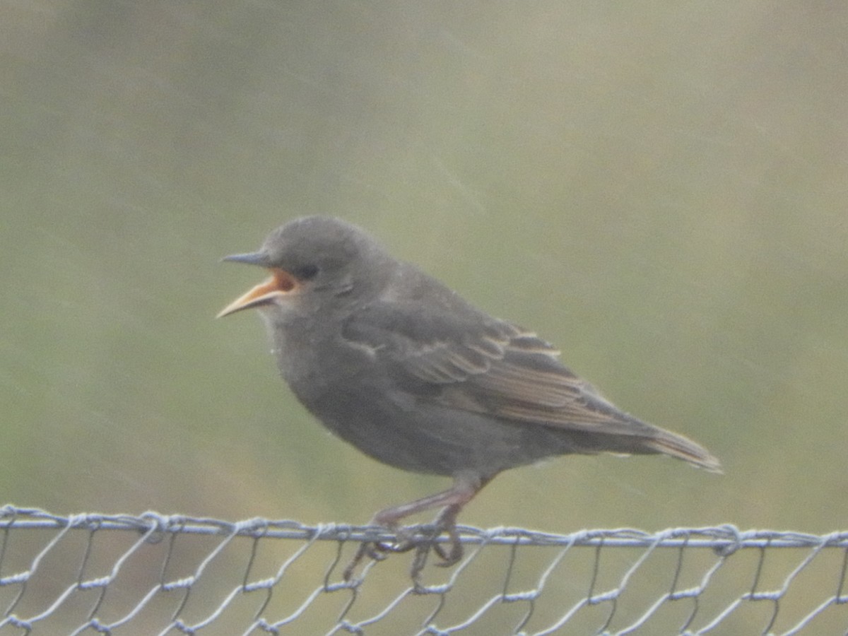 זרזיר מצוי - ML644840522