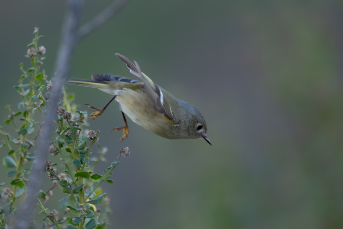 Ruby-crowned Kinglet - ML644840525