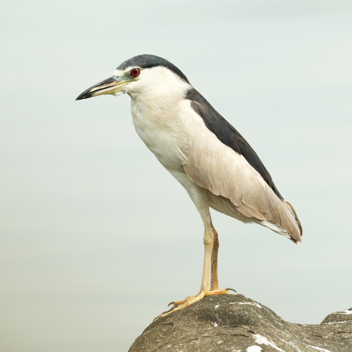 Black-crowned Night Heron - ML644840539