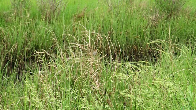 トゲオヒメドリ - ML644840542