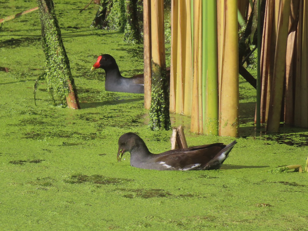Common Gallinule - ML644840543