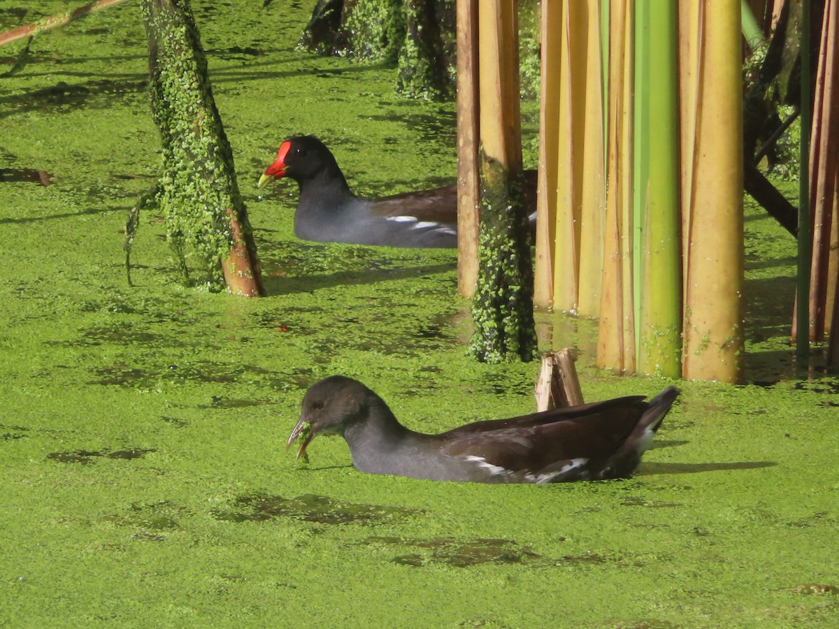 Common Gallinule - ML644840549