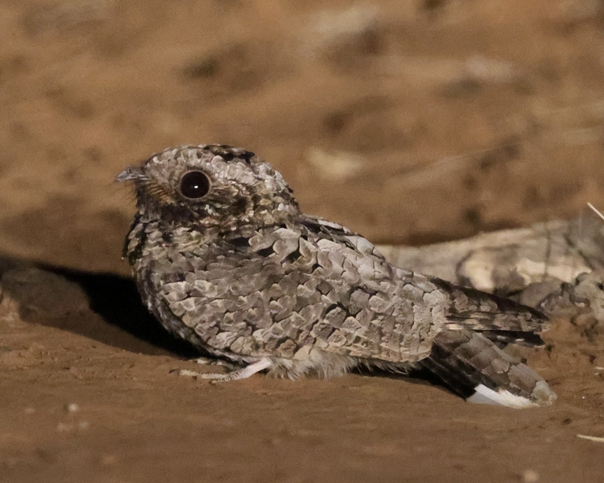 Common Poorwill - ML644840550
