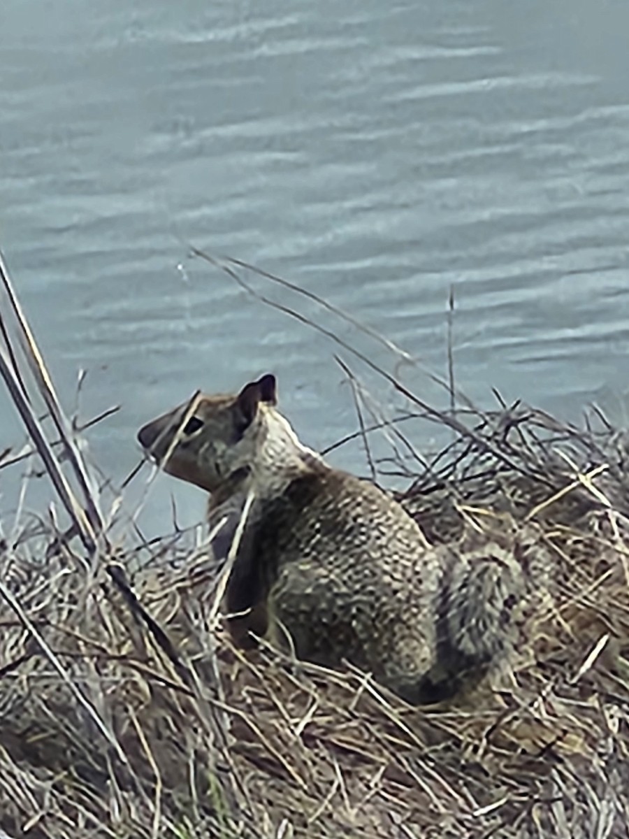 California Ground Squirrel - ML644840552