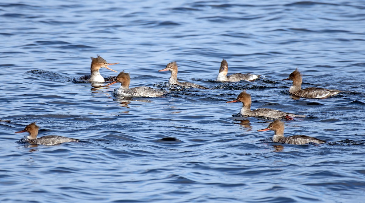 Red-breasted Merganser - ML644840564