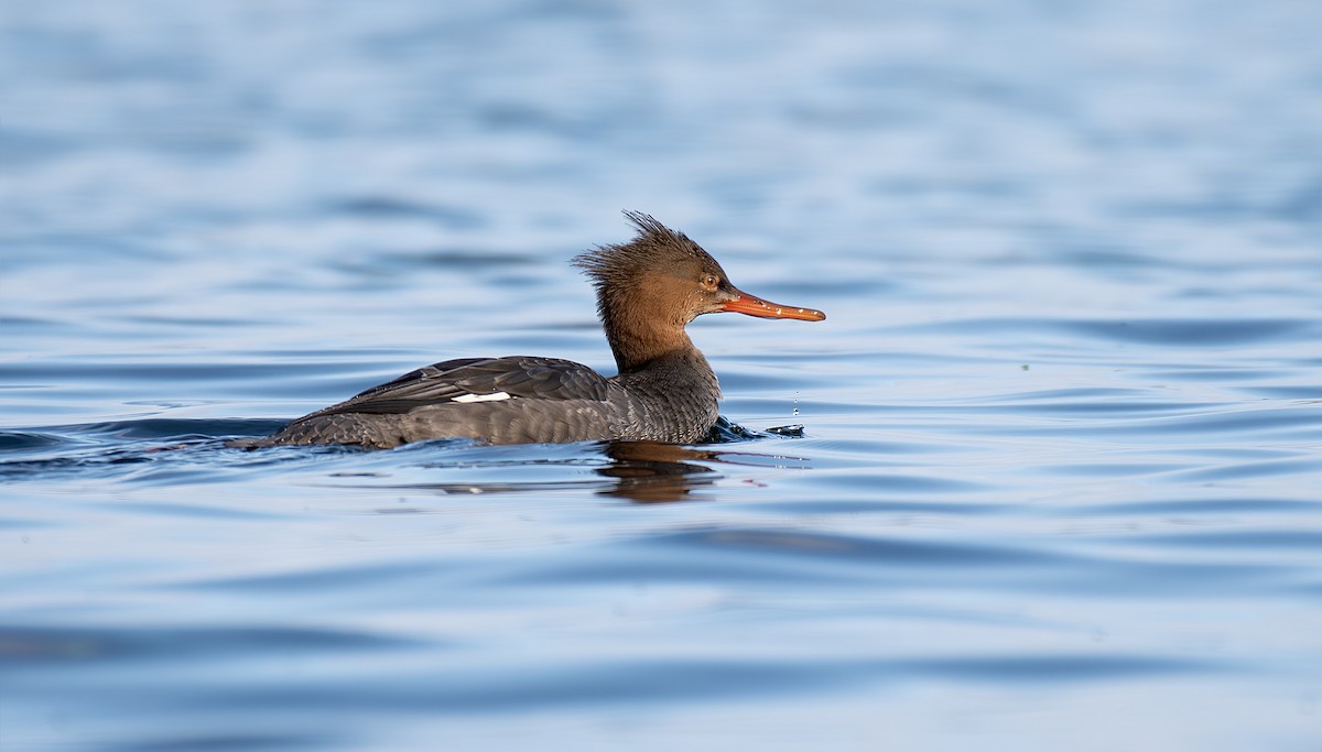 Red-breasted Merganser - ML644840565
