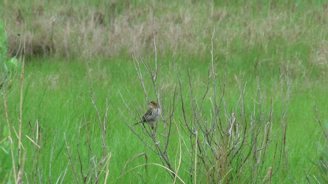 トゲオヒメドリ - ML644840571