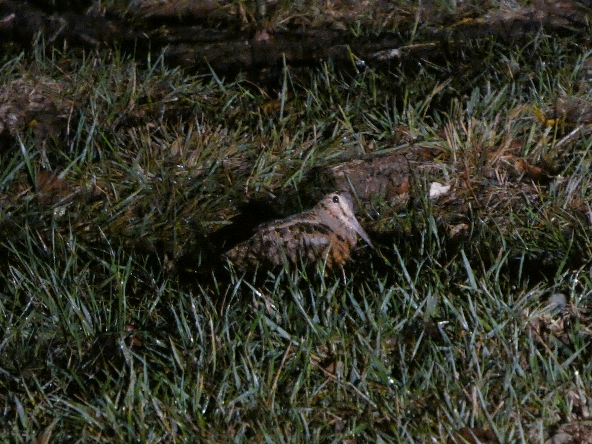 American Woodcock - ML644840589
