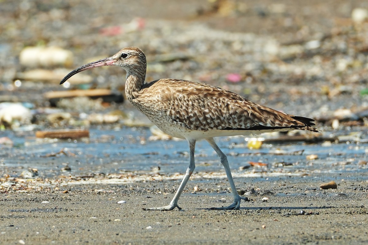 Eurasian Whimbrel - ML644840591