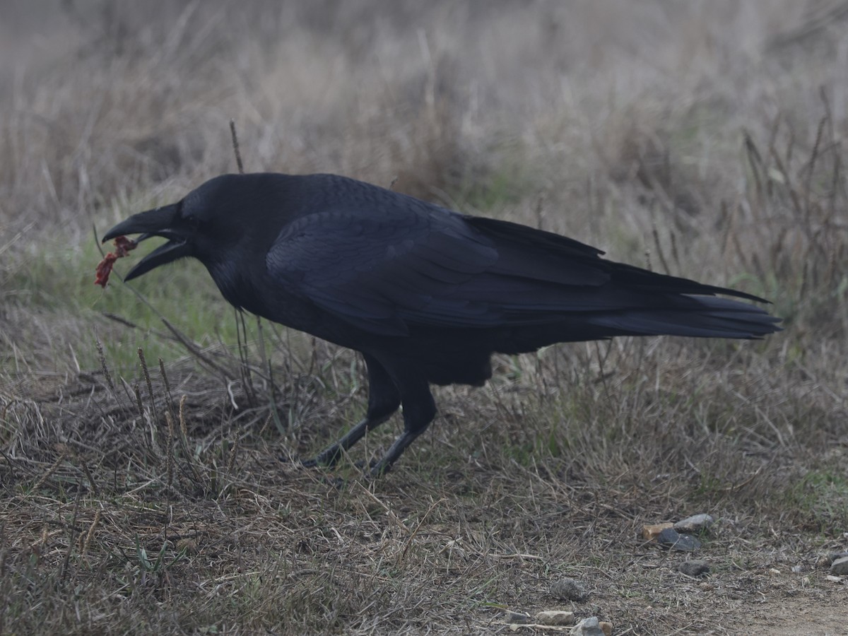 Common Raven - ML644840604