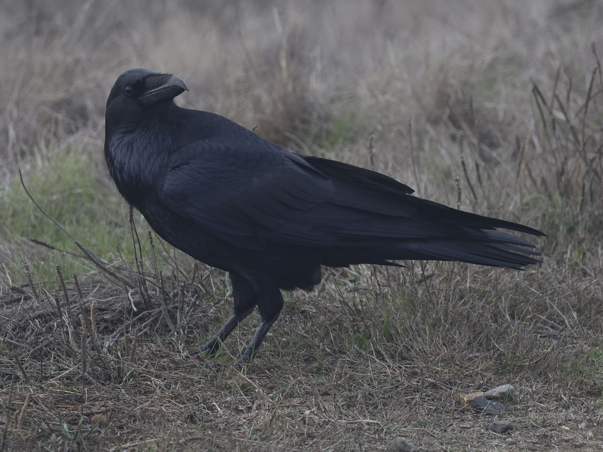 Common Raven - ML644840605