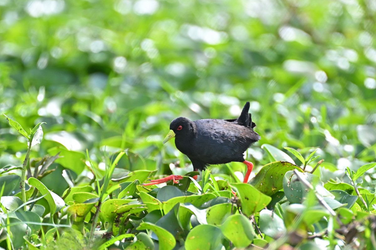 svartrikse - ML644840613