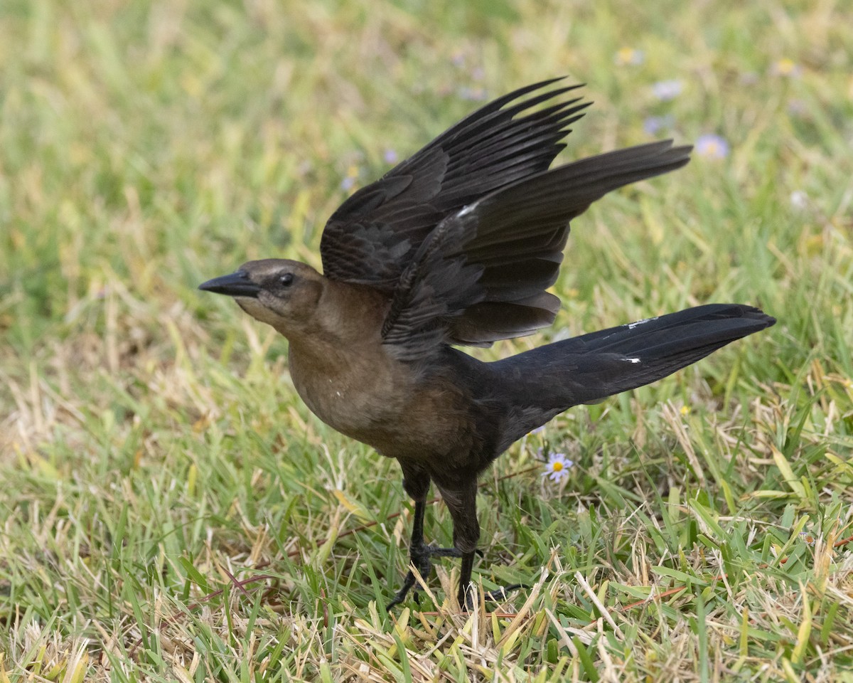 Great-tailed Grackle - ML644840639