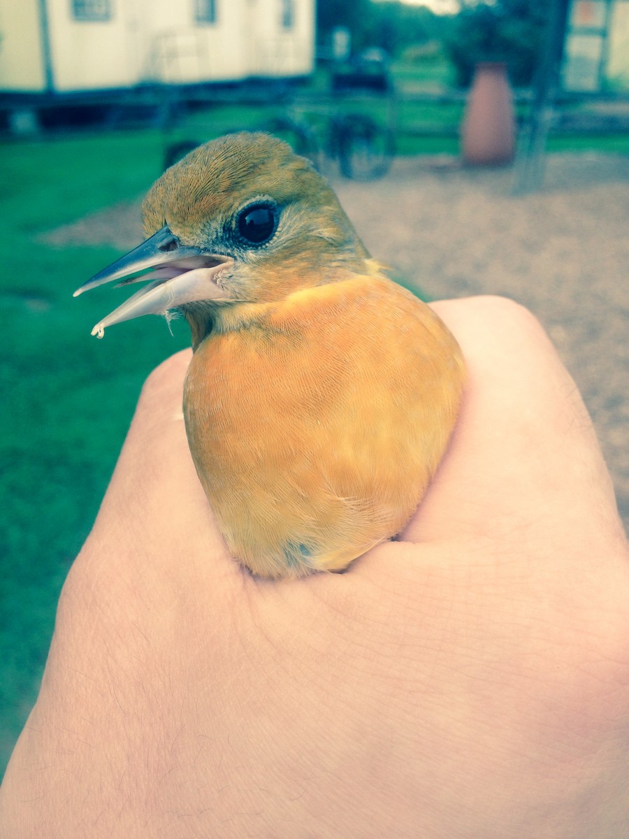 ボルチモアムクドリモドキ - ML644840657