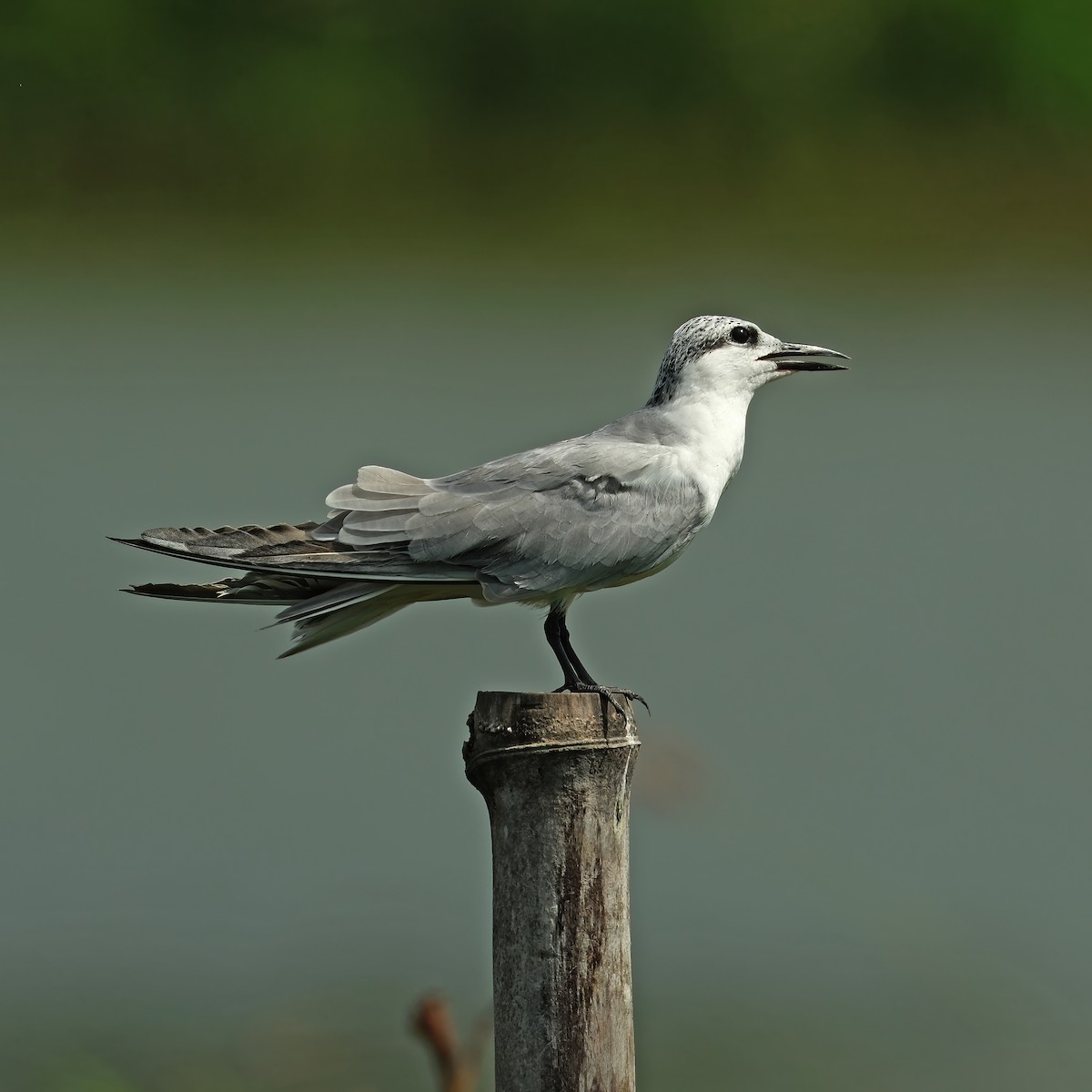 Whiskered Tern - ML644840658
