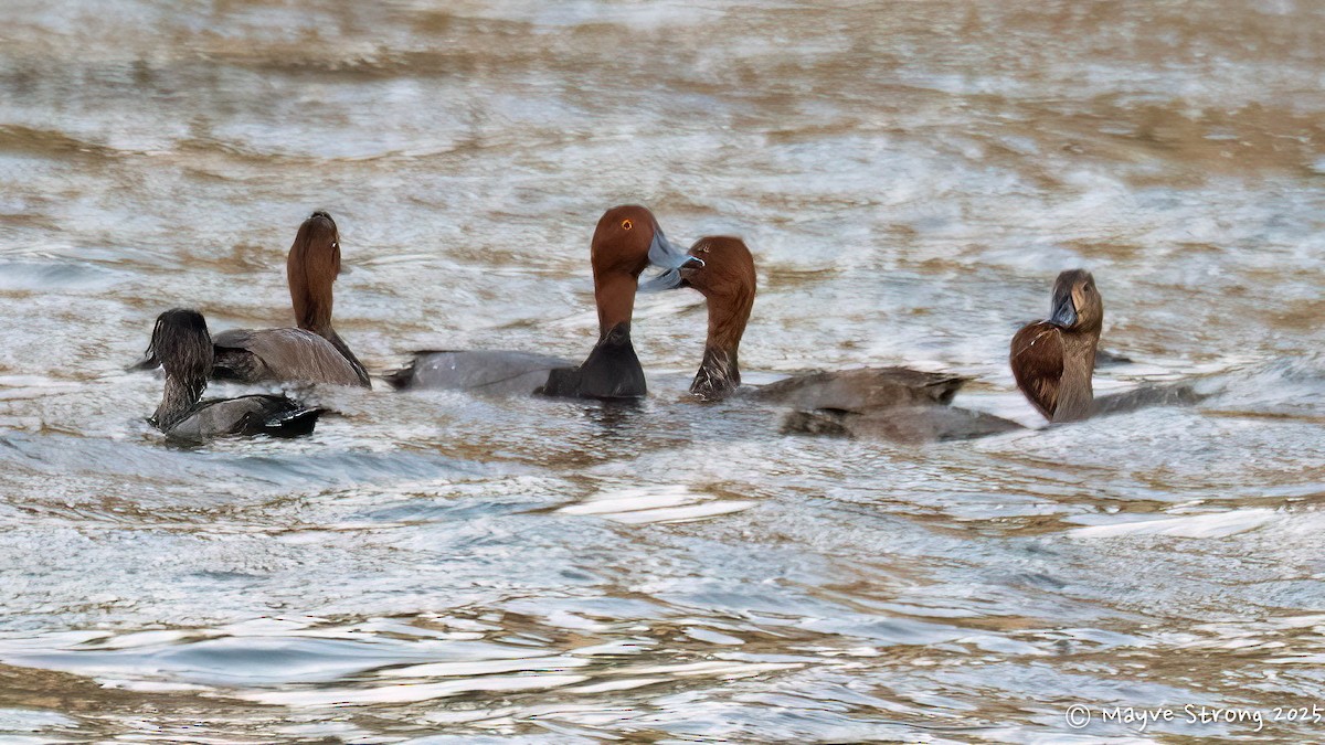 Redhead - ML644840660