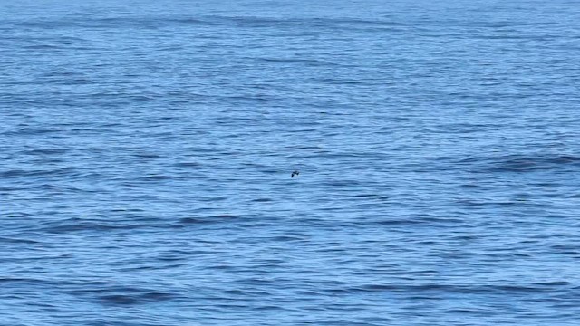 Качурка чорна - ML644840677