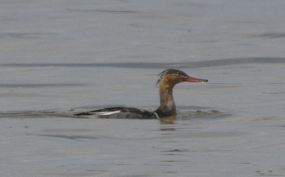 Red-breasted Merganser - ML644840689
