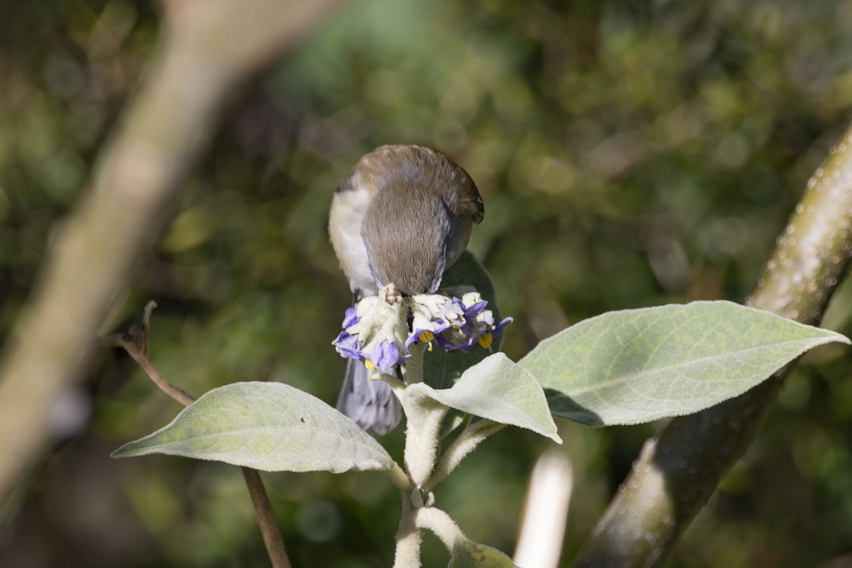チャイロセンニョムシクイ - ML644840700