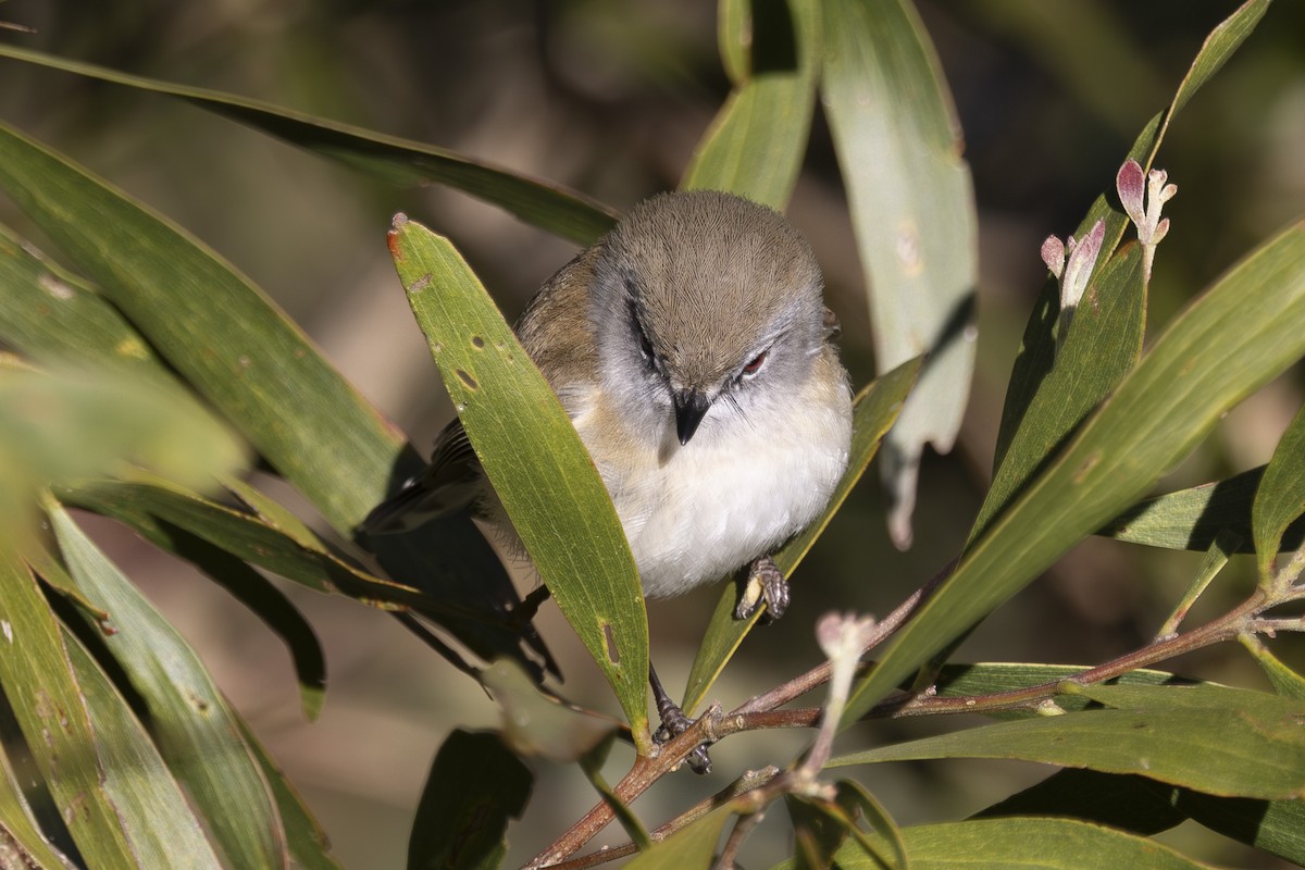 チャイロセンニョムシクイ - ML644840701