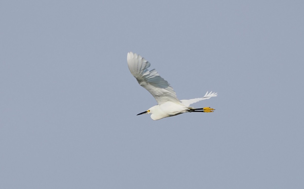 Snowy Egret - ML644840704