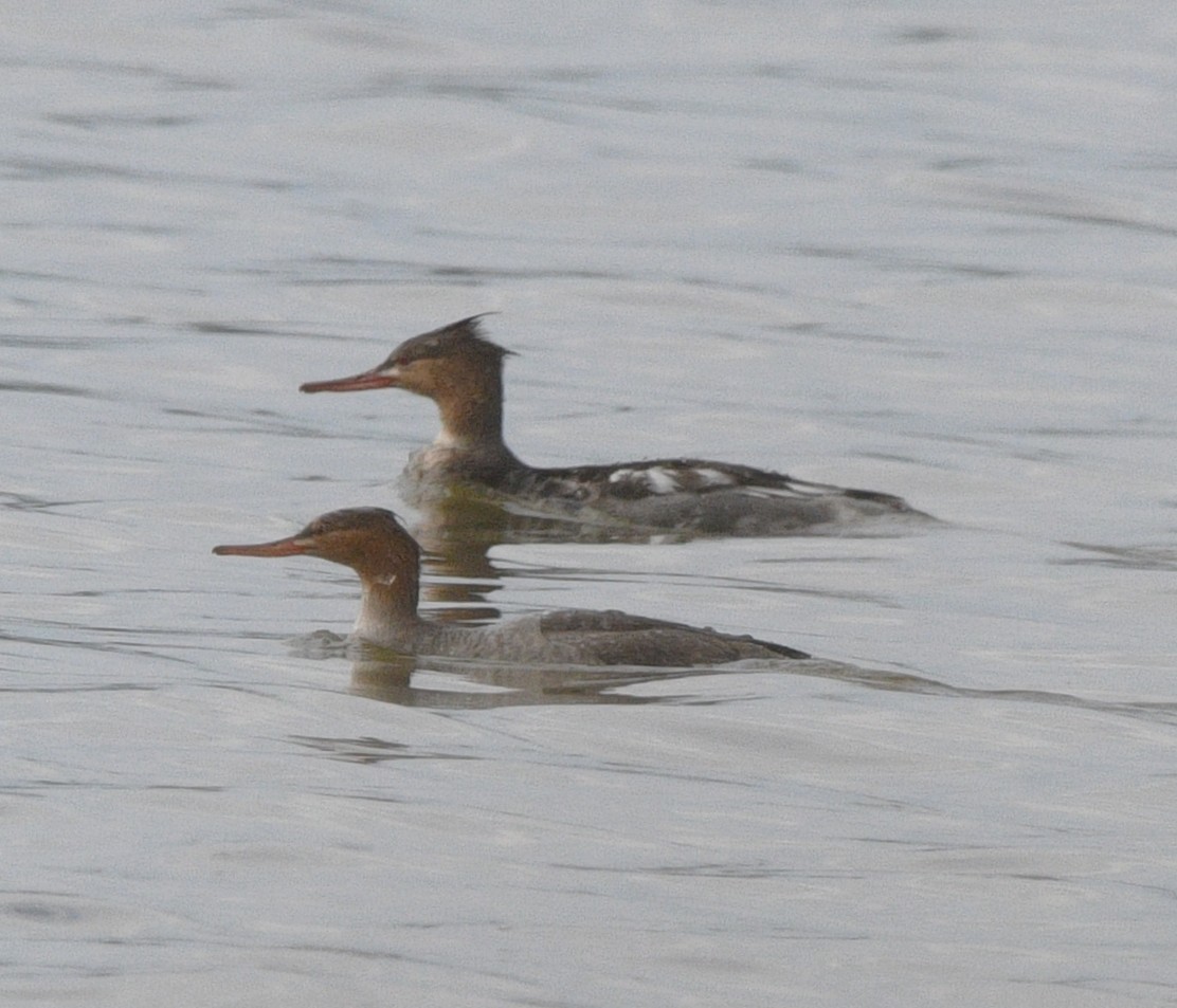Red-breasted Merganser - ML644840719