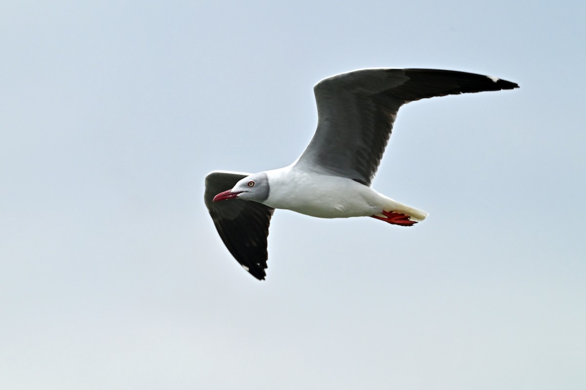 Gray-hooded Gull - ML644840720