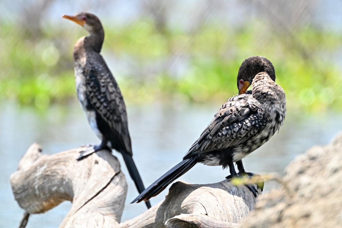 langstjertskarv - ML644840730