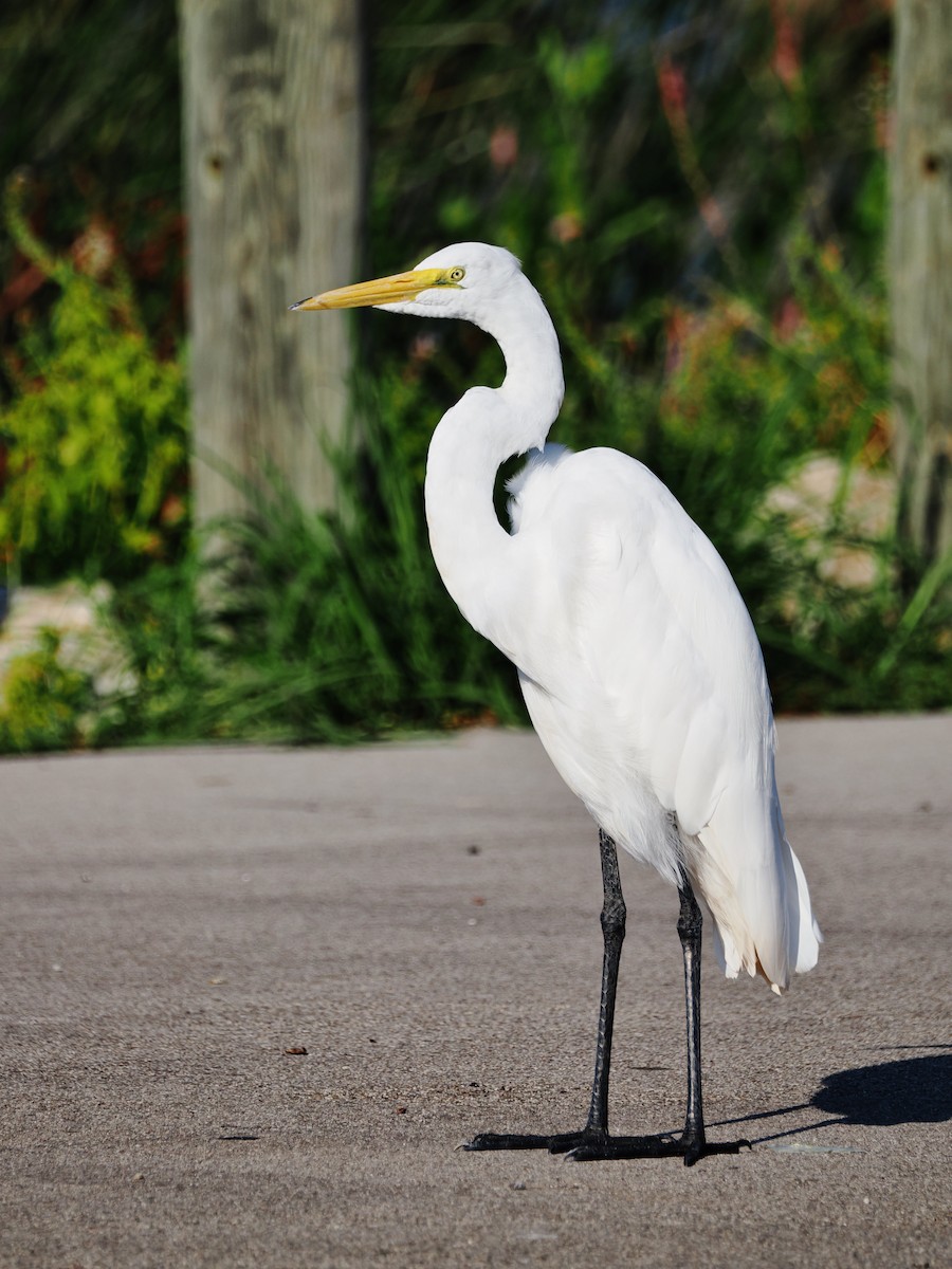 Great Egret - ML644840732