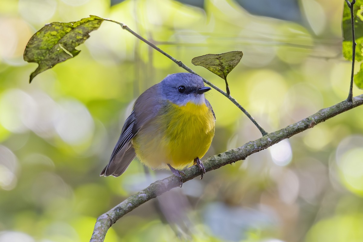 lejsčík žlutý - ML644840733