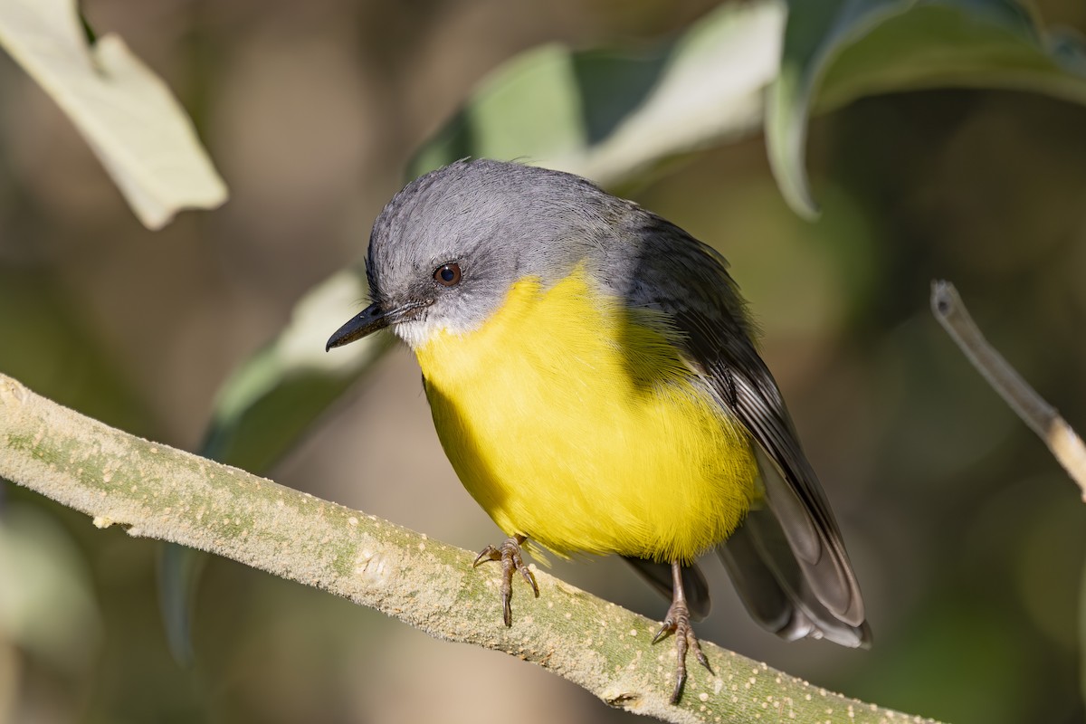 lejsčík žlutý - ML644840734