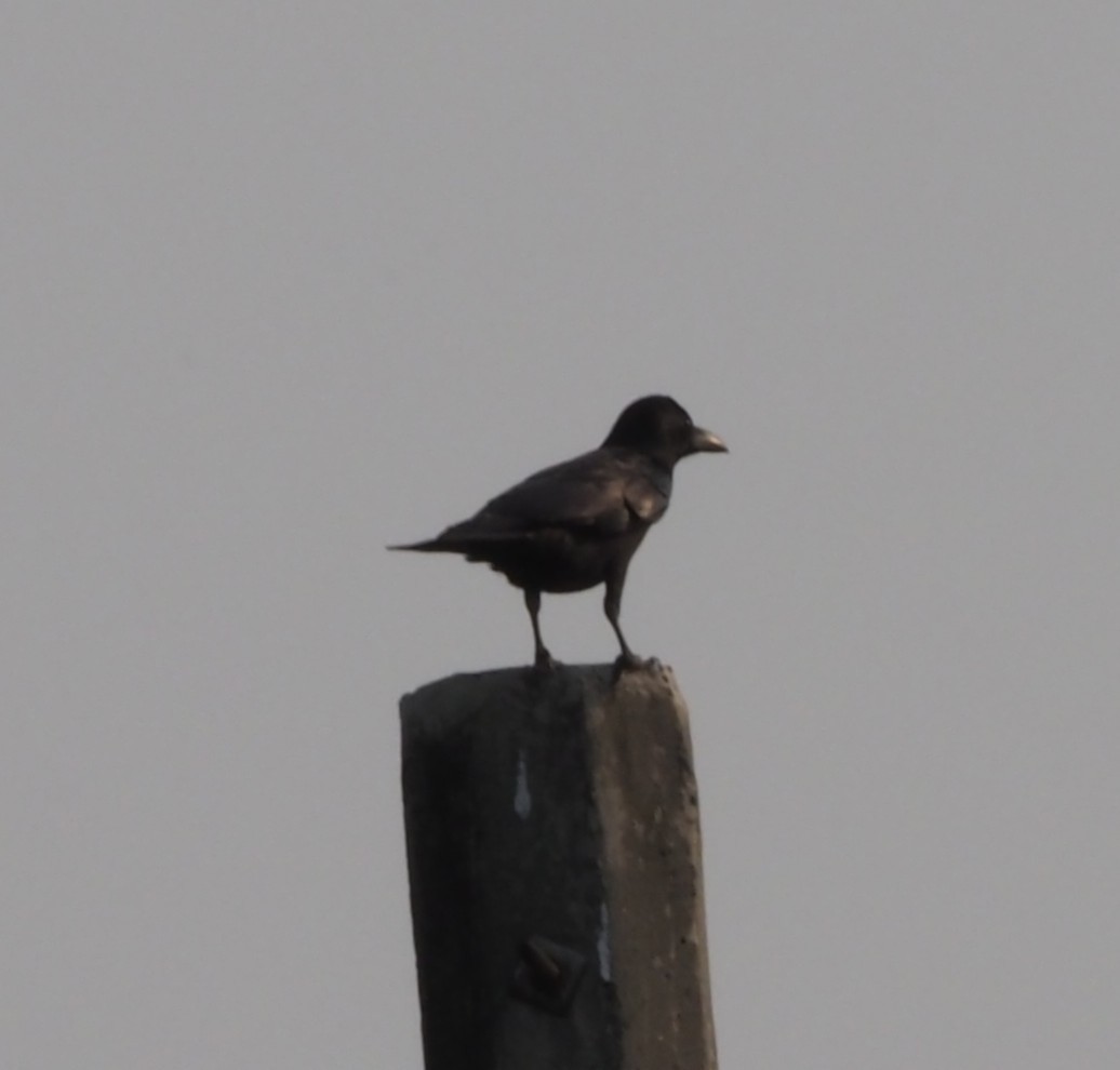 Philippine Jungle Crow - ML644840737
