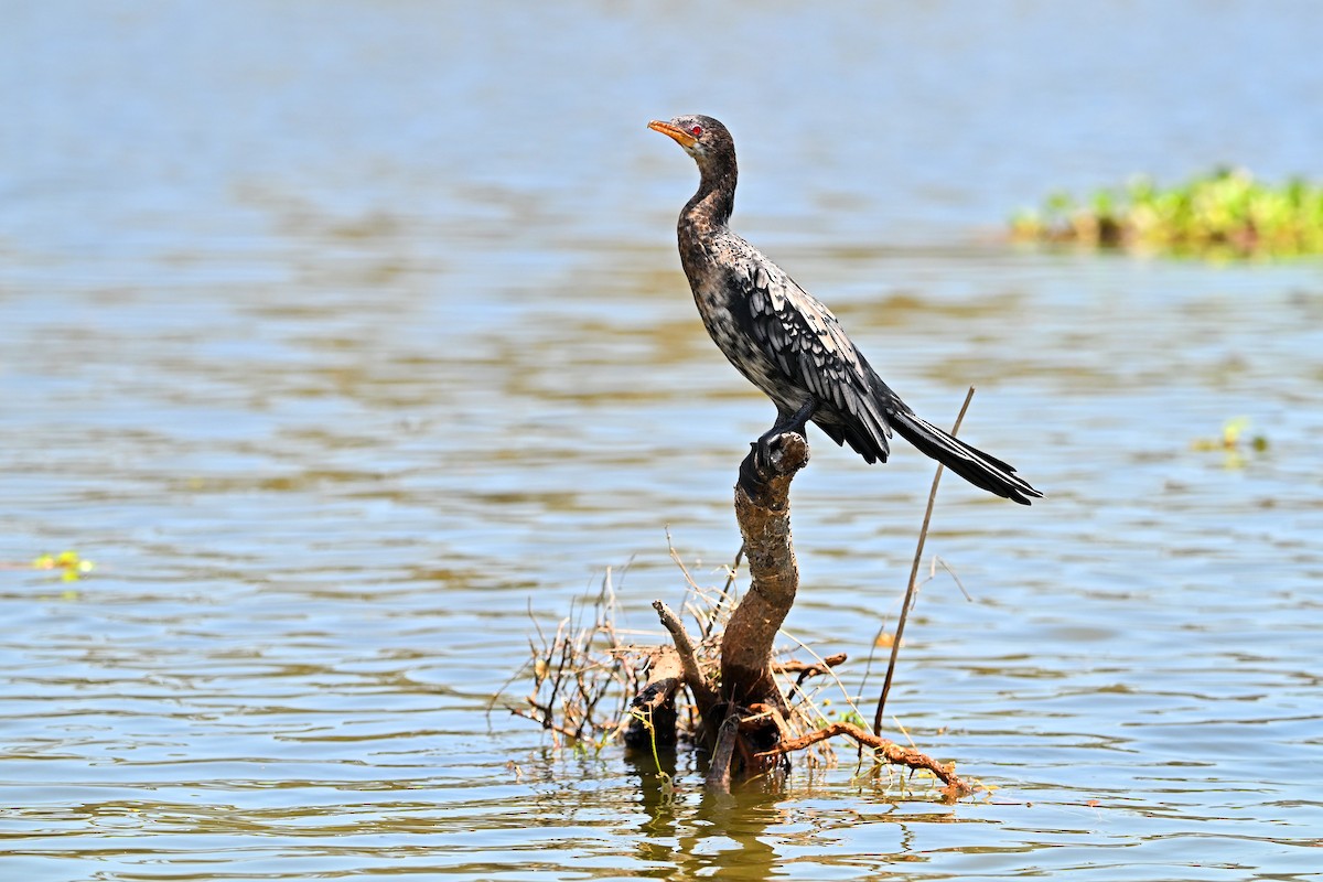 langstjertskarv - ML644840738