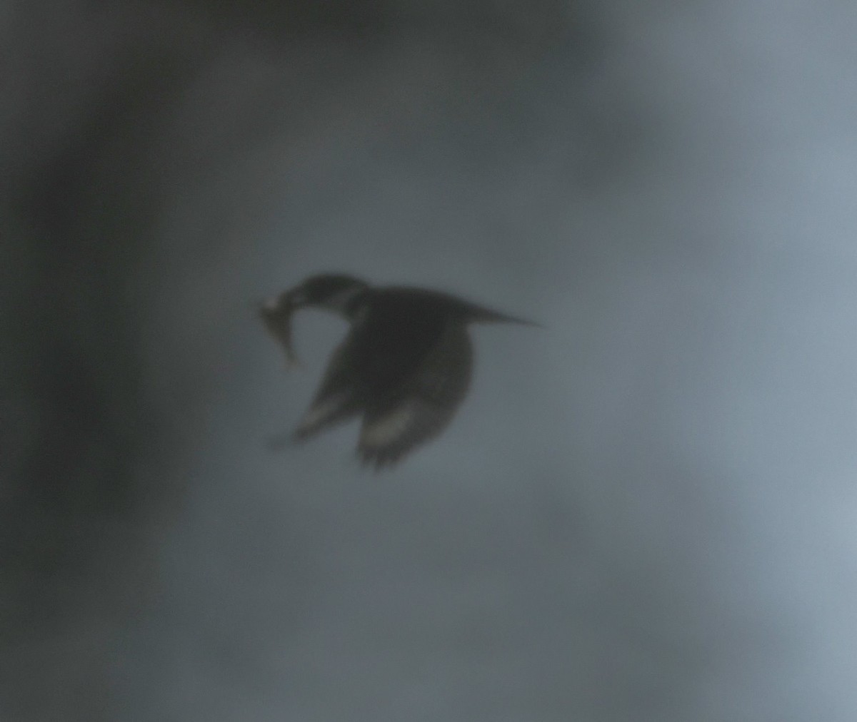 Belted Kingfisher - ML644840741