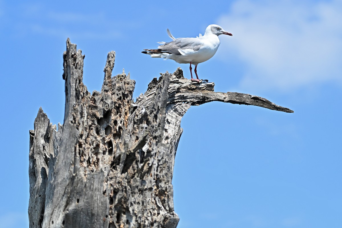 Gray-hooded Gull - ML644840742
